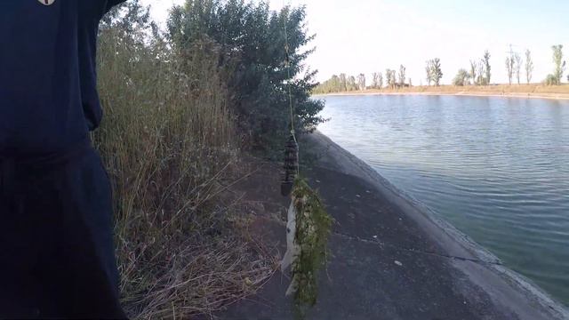 Карась на красную бусину. смотреть онлайн