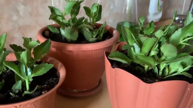 КАЛАНХОЭ уход. КАЛАНХОЭ не цветет?