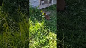 Щенки бордер колли продажа