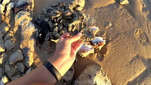РЫБАЛКА НА КРАСНОМ МОРЕ| ЧТО МОЖНО ПОЙМАТЬ РУКАМИ В ХУРГАДЕ?