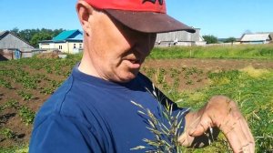 Сенокос мотоблок мтз косилка заря 15 06 2020г