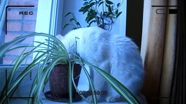 котик грызет цветы смотреть онлайн