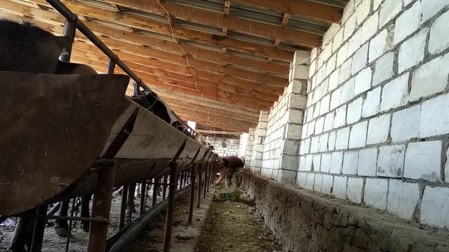 Откорм бычков утренней кормлений .