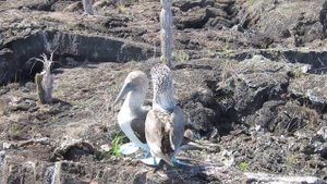 Голубоногие олуши. Галапагосские острова.
