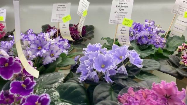 ДОМ ФИАЛКИ 30 01 21 смотреть онлайн