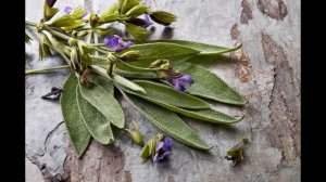 Шалфей (шавлий, шальвия). Использование в кулинарии как пряность