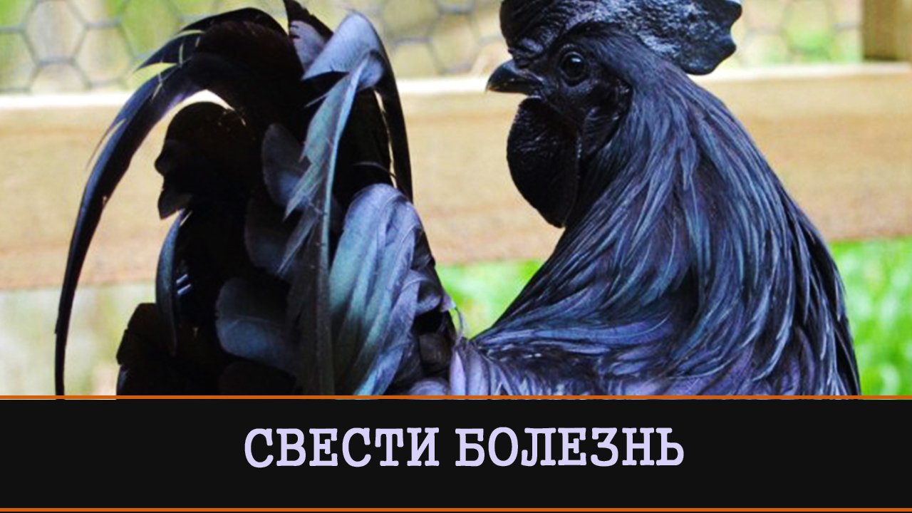 СВЕСТИ БОЛЕЗНЬ НА ЧЁРНУЮ КУРИЦУ. ДЛЯ ПРАКТИКОВ. ВЕДЬМИНА ИЗБА ▶️ ИНГА ХОСРОЕВА.