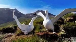 Альбатрос может спать даже во время полета ? :) ...