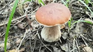 Пришло время сбора белых грибов. В лесу их стало встречаться больше