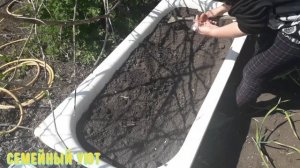 Садим огурцы в ванны. Как мы садим огурцы