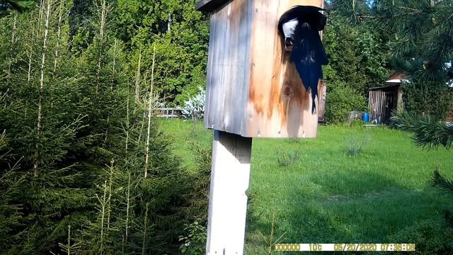 Делайте скворечники правильно ....