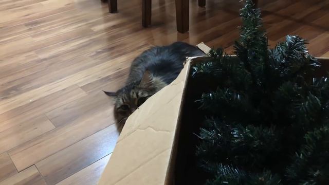 У кота машина и личный водитель! смотреть онлайн