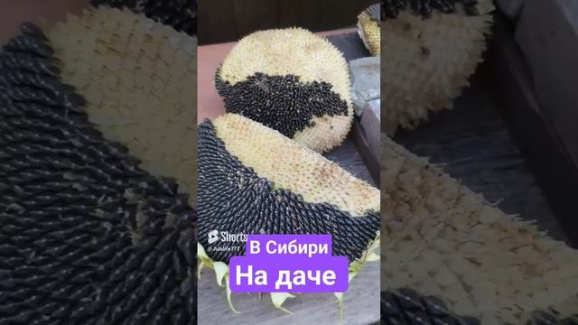 #shorts #short #всибири #влог #поставьлайк #хочуврек #вдоме #нашадача #домдача #дача #урожай # REELS