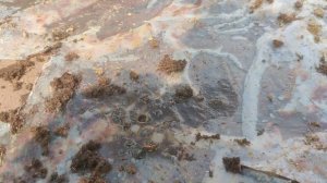 Черенкование голубики, 2-часть. Секреты и правила.