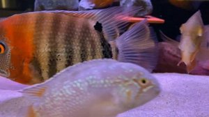 Северум Красноплечий