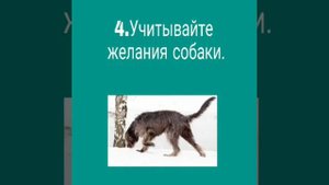 Как подружится с собакой и как её приручить