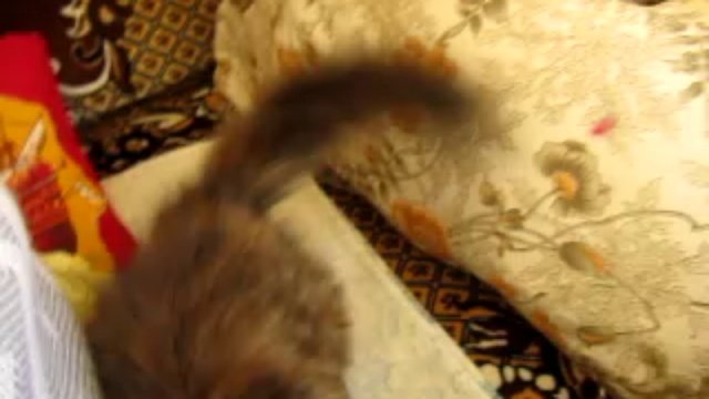 Котенок