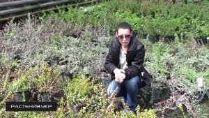 Бересклет японский / Бересклет посадка и уход