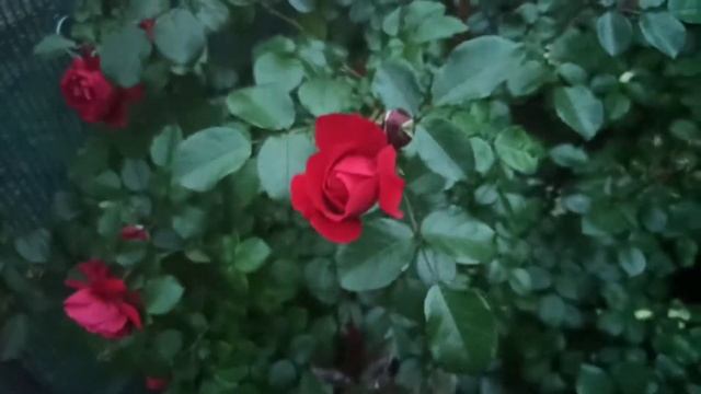 Роза Флорентина-Florentina Kordes2011 Клаймберы. Одна из лучших плетистых роз. смотреть онлайн