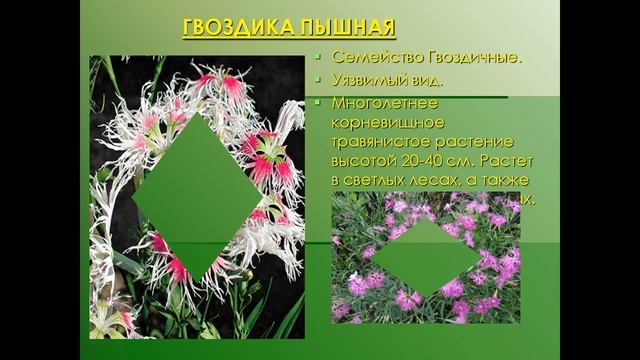 презентация красная книга растений тульской области смотреть онлайн