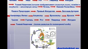 Кто сидит у нашей печени в "печенках"?