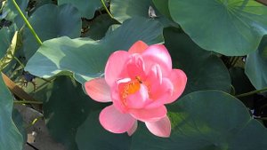 ЛОТОСОВЫЙ Рай, Лабинск, Краснодарский край 16.07.2022г.