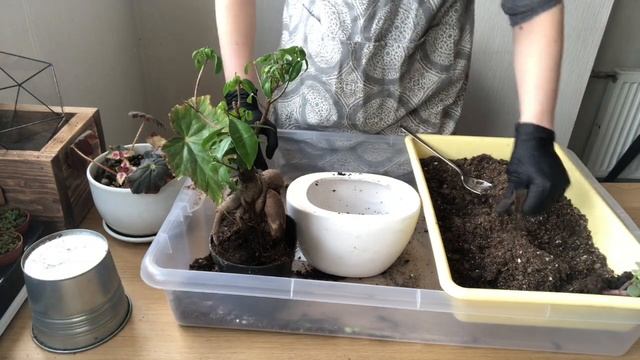 Фикус микрокарпа. Пересадка бонсай смотреть онлайн