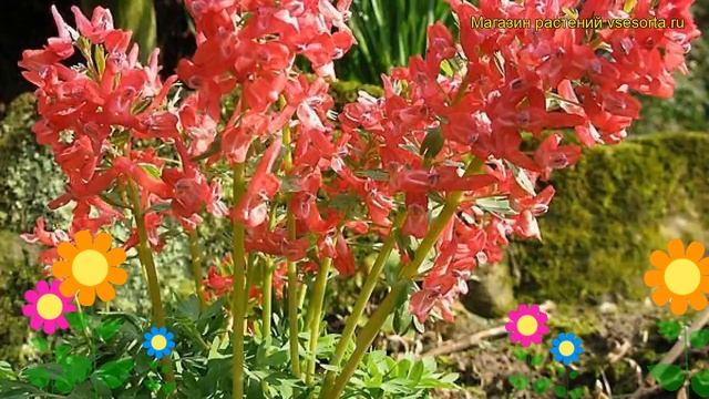 Хохлатка галлера плотная Джордж Бейкер. Краткий обзор corydalis hallery solida George Backer смотреть онлайн