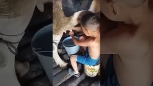 Малыш умеет доить корову с 4 лет