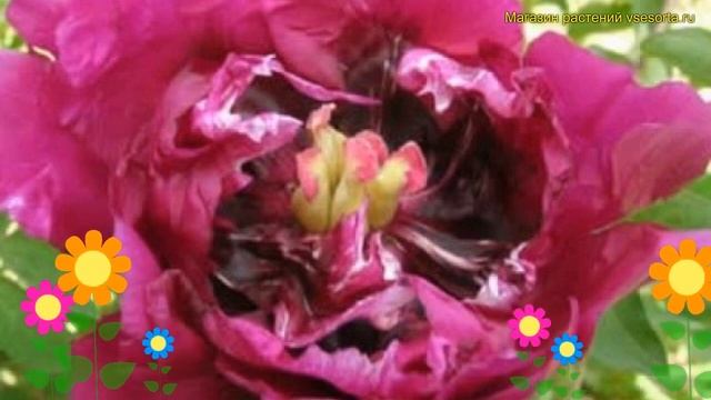 Пион древовидный фиолетовый лотос. Краткий обзор, описание характеристик Paeonia Suffruticosa