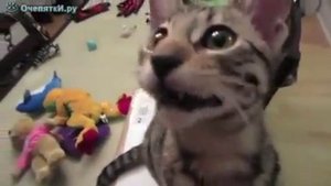 смеющийся котёнок