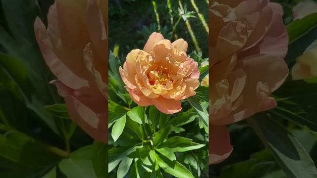 Пион Кенари Бриллиантс (Paeonia Canary Brilliants)