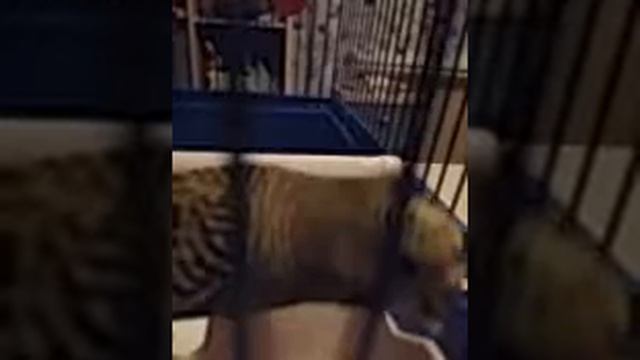 7 видео. Как отучить попугая кусаться. смотреть онлайн