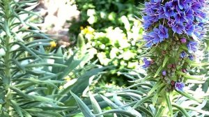 Echium candicans. Relax