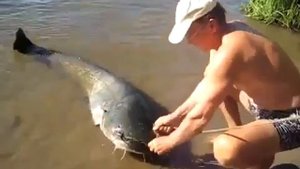 поймать рыбу гиганта