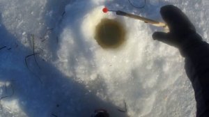 Де Кастри//ловля корюшки, наваги