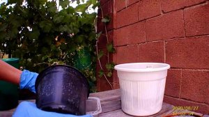 ПЕРЕСАДКА ДИПЛАДЕНИИ. ПЕРЕСАЖИВАЮ СВОЮ НОВИНКУ