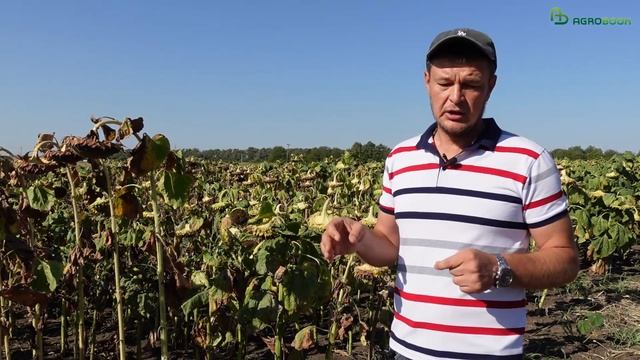 Куба рядом! Как происходит селекция подсолнечника в «ЗавАгро»