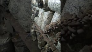 Цена на Грибные Блоки продажа Грибных блоков для выращивания Грибов Вешенка