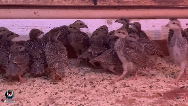 КЕКЛИКИ. РАЗВЕДЕНИЕ КЕКЛИКОВ [2021год]. ASIAN KEKLIK. СОДЕРЖАНИЕ КЕКЛИКОВ.КУРОПАТКА. смотреть онлайн