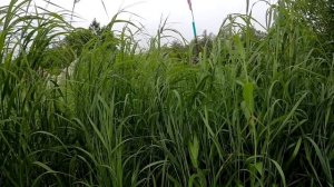 Задержание протока Черная реки Набиль.