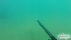 100% манок Трещётка  Чтобы приманить 2020, spearfishing