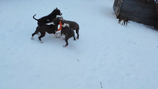 щенки амстаффа в Стайл Смайл смотреть онлайн