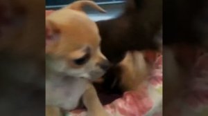 #ЧихуаХуа #ЮморСобаки смешные и забавные маленькие собачки