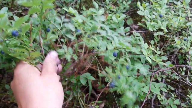 Собираем чернику и лесную землянику. Дом в деревне смотреть онлайн