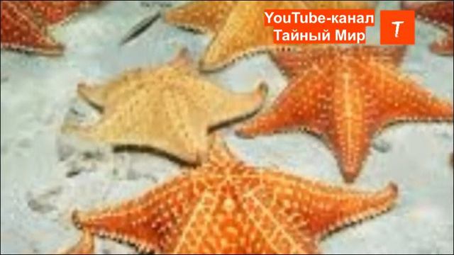 Пентаграмма - зло или формула гармонии. Техника