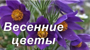 Весенние цветы
