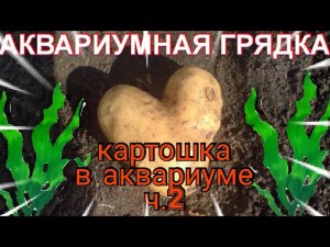 Картошка в аквариуме ч.2_Potatoes in the aquarium part 2