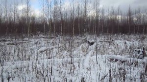 18 км по лесу, собаки нашли куницу.        18 km through the forest, the dogs found a marten.