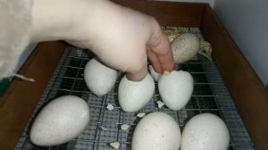 Моя ошибка при вылуплении индюшат. Завяжите руки в кулак и не ковыряйте яйцо